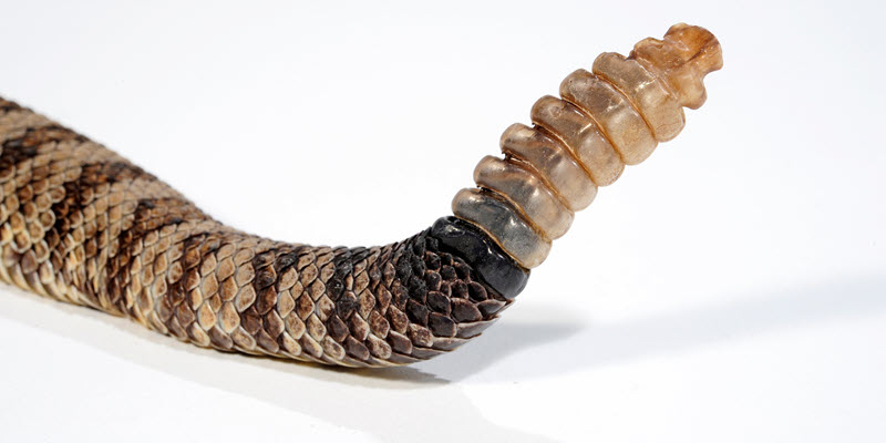 Close-up of a rattlesnake’s tail with visible rattle segments, set against a white background.