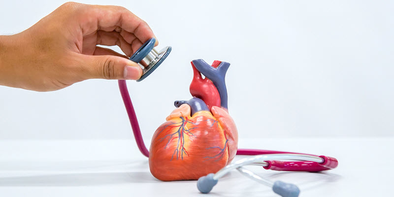 A hand holds a stethoscope to a model of a human heart on a white surface.