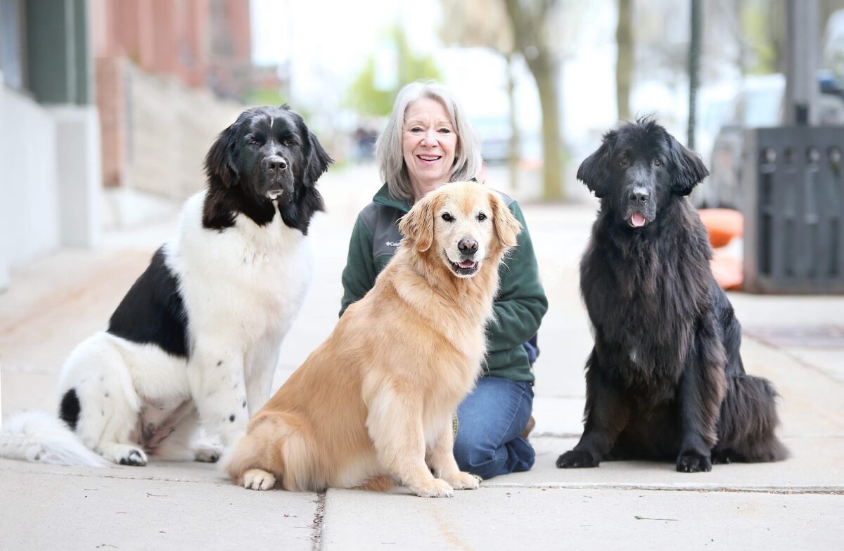 A woman kneels on a sidewalk with three large dogs: one black and white, one golden, and one black. Trees and buildings are visible in the background.