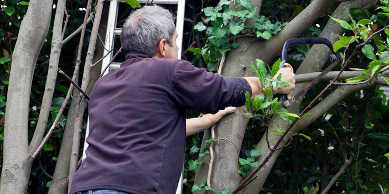 A person uses a hand saw to cut a thick tree branch while standing near a ladder in a garden.