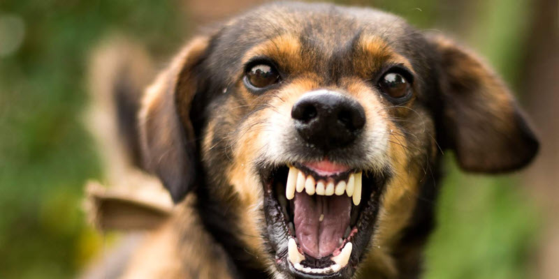 A close-up of a dog baring its teeth and growling, with its mouth open and ears slightly back, set against a blurred outdoor background.